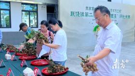 饶平联饶“草埔龙眼王”评比大赛赛果揭晓，专家点评→-图3