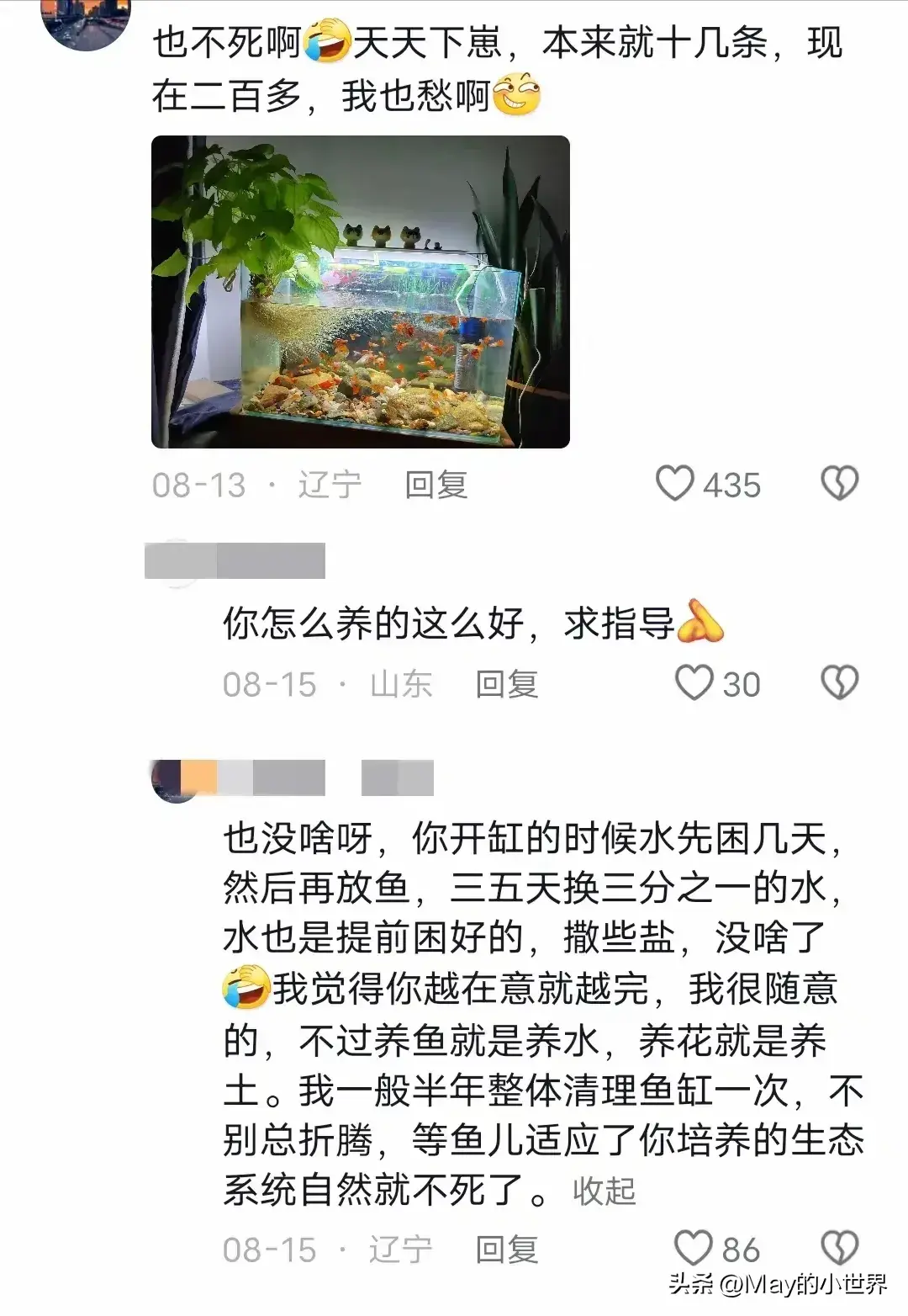 河北一男子养了一缸孔雀鱼，一觉醒来全死了，网友：你得懒才行呀-图8