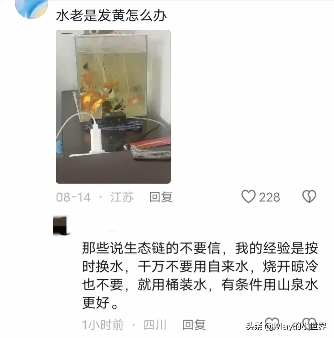 河北一男子养了一缸孔雀鱼，一觉醒来全死了，网友：你得懒才行呀-图7